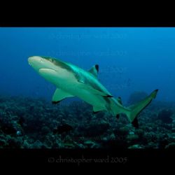 French Polynesia. Playing on the bottom with black tip sh... by Christopher Ward 